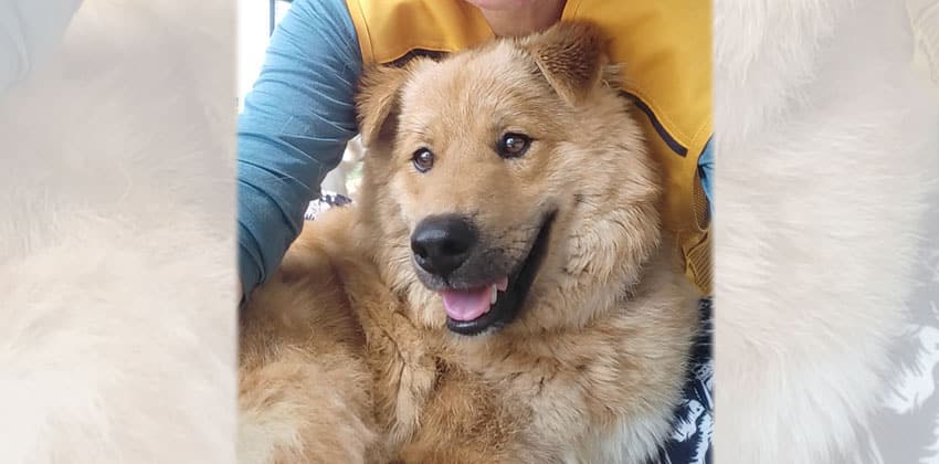 Dave is a Medium Male Golden retriever mix Korean rescue dog