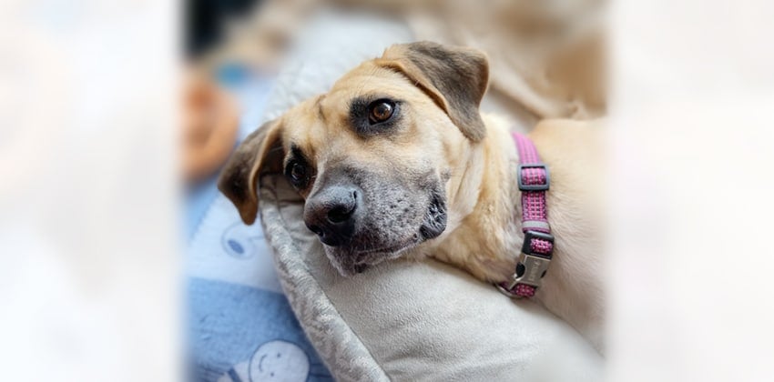 Davey is a Medium Male Mastiff mix Korean rescue dog