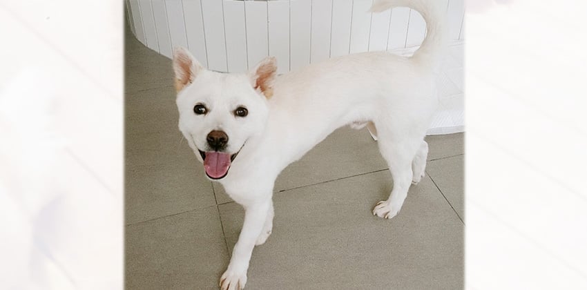 David is a Medium Male Jindo mix Korean rescue dog