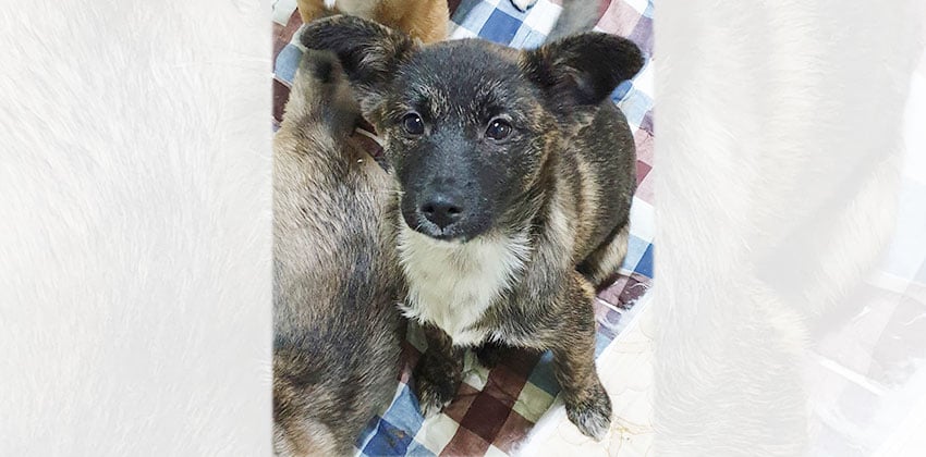 Dee is a Medium Female Mixed Korean rescue dog