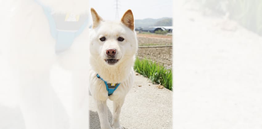 Demi is a Medium Female Jindo mix Korean rescue dog