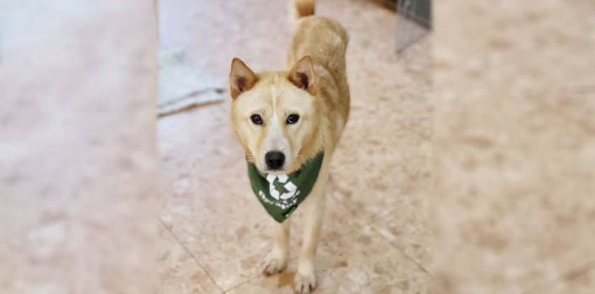 Danny 2 is a Medium Male Jindo mix Korean rescue dog