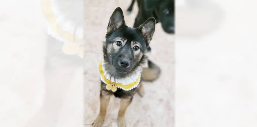 Denden is a Small Female Jindo mix Korean rescue dog