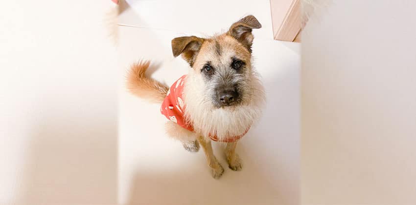 Deokgu is a Medium Male Terrier mix Korean rescue dog