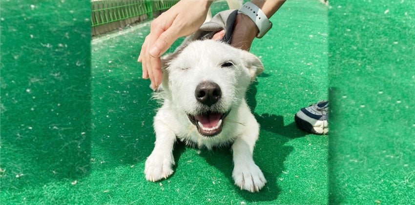 Deokji is a Medium Female Jindo mix Korean rescue dog