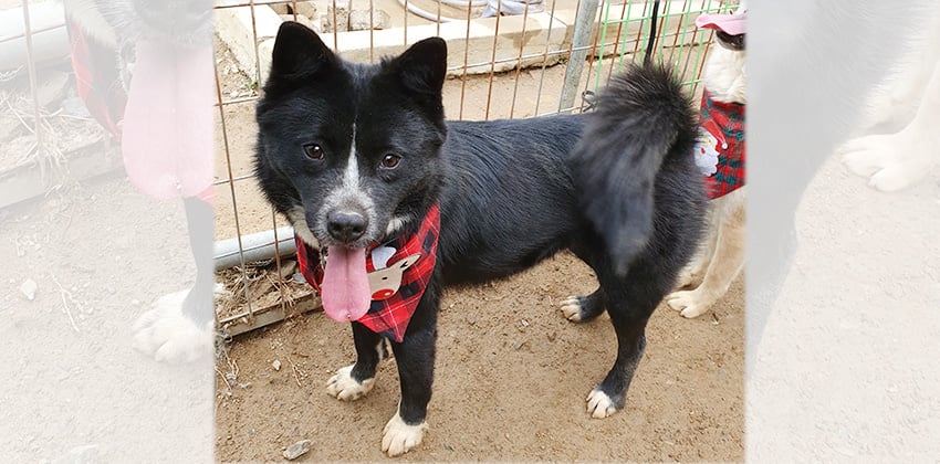 Dina is a Medium Female Border collie mix Korean rescue dog