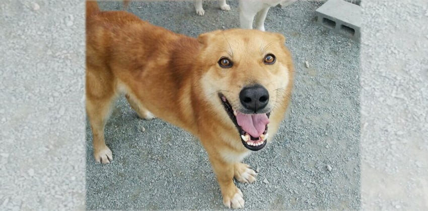 Dingo is a Large Male Jindo Mix Korean rescue dog