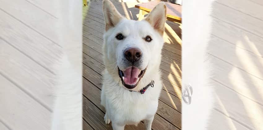 Dio is a Large Male Jindo Korean rescue dog