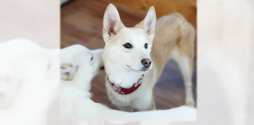 Diol is a Medium Female Shiba Inu mix Korean rescue dog