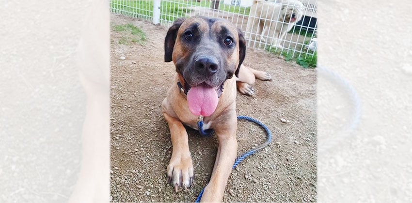 Doa is a Medium Female Dosa mix Korean rescue dog