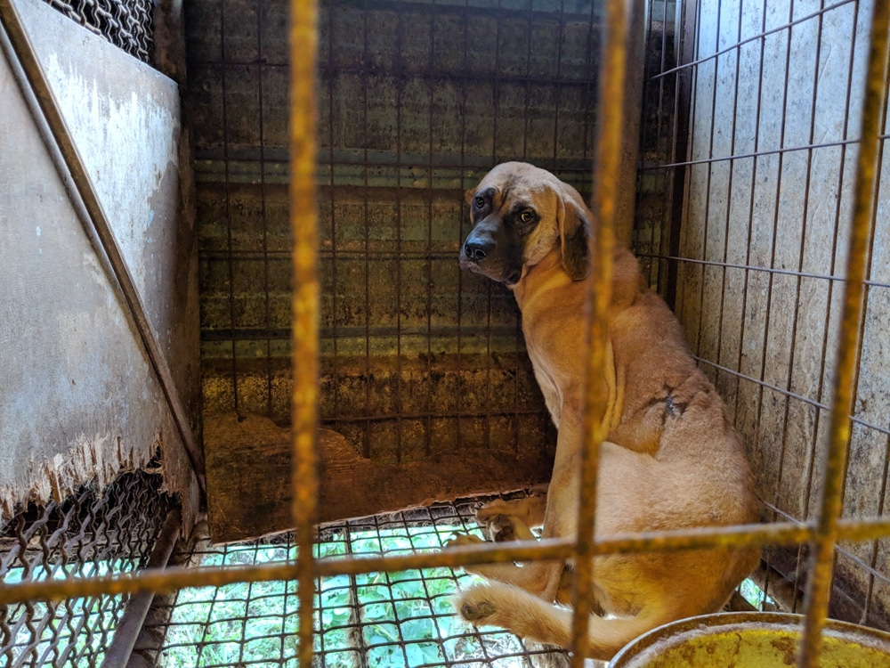 Dobi sitting in a cage of a dog meat farm