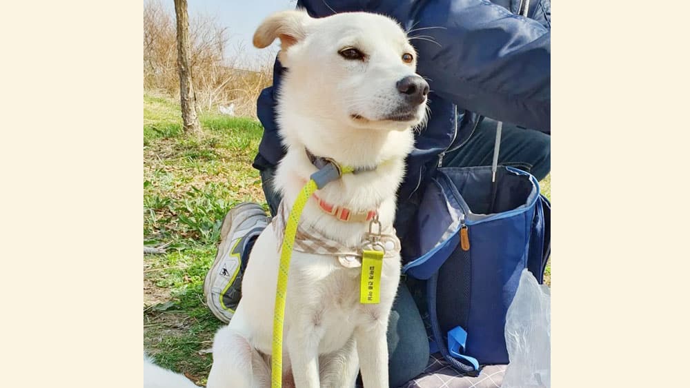 Dochi is a Medium Male Jindo mix Korean rescue dog