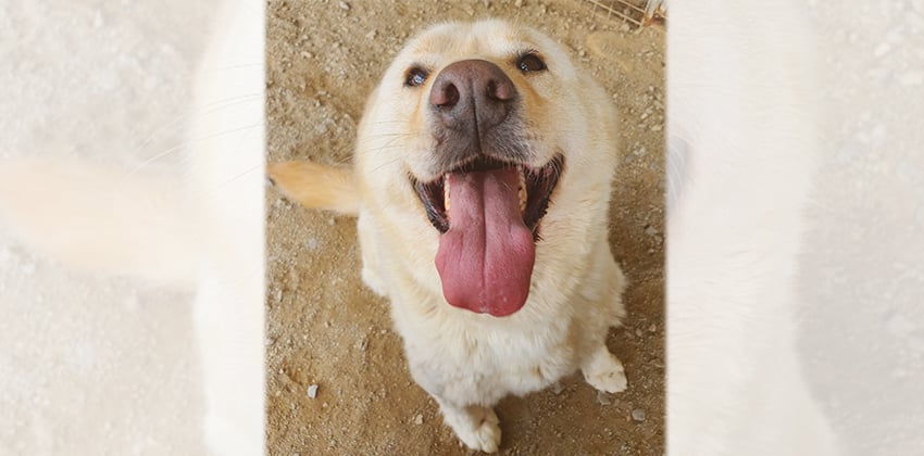 Dodam is a Large Male Jindo mix Korean rescue dog