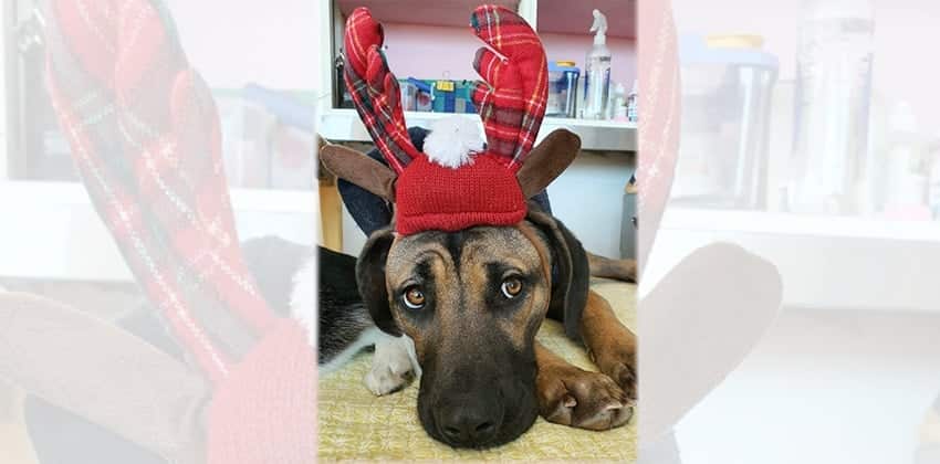 Dodo 3 is a Large Female Dosa mix Korean rescue dog