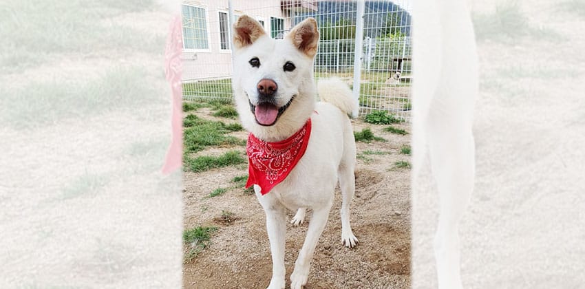 Dodo 4 is a Medium Female Jindo mix Korean rescue dog