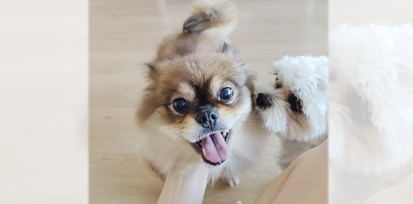 Dodo 5 is a Small Female Pomeranian mix Korean rescue dog