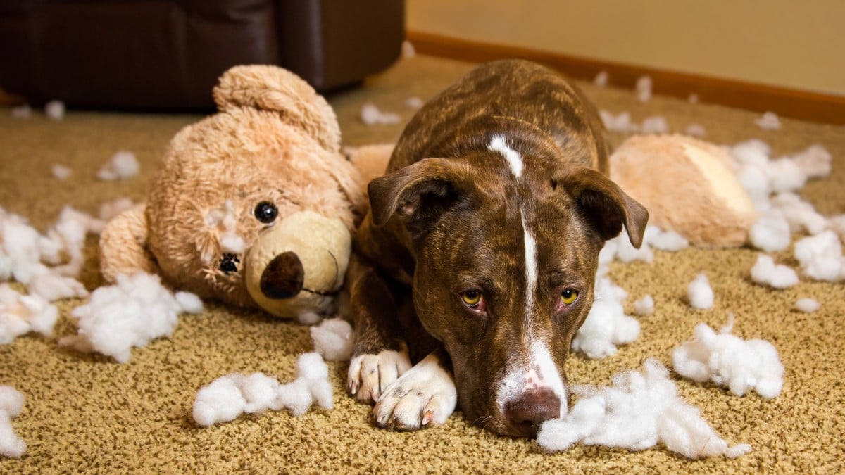 Rescue dogs are often not house trained and can make a mess for the first little while.