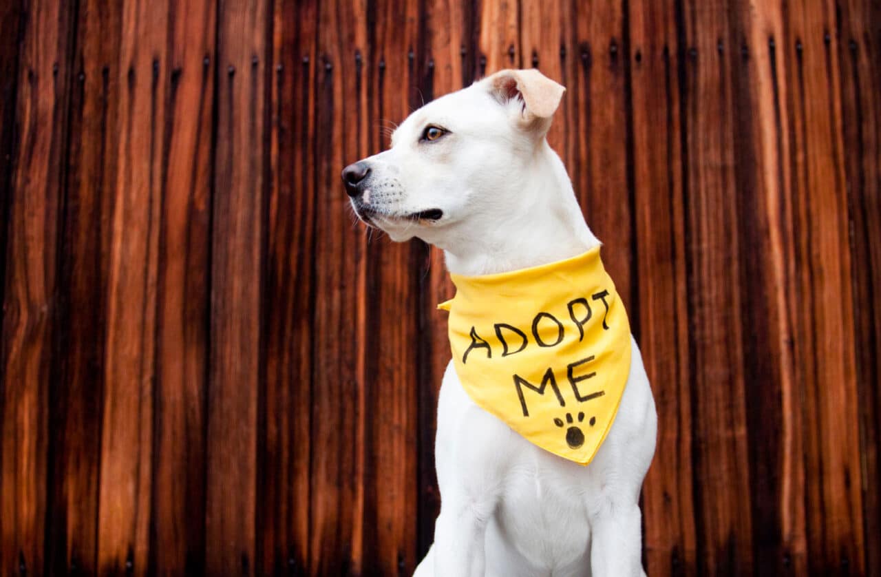 5 Questions to Consider Before Adopting Korean Rescue Dogs