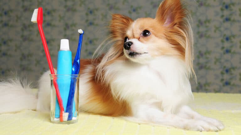 Keep Your Dog’s Dental Health “Teeth-rific” at Home