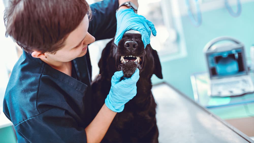 Dog Dental Exam