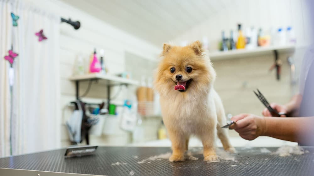 Dog Grooming 101