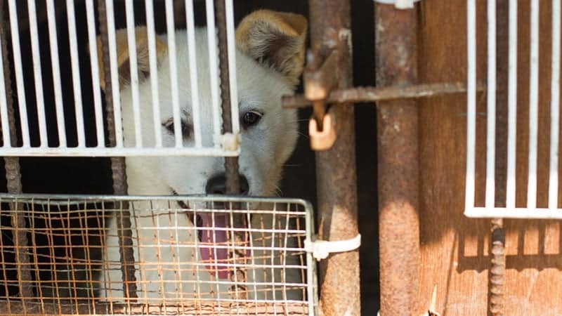 Dog in Cage