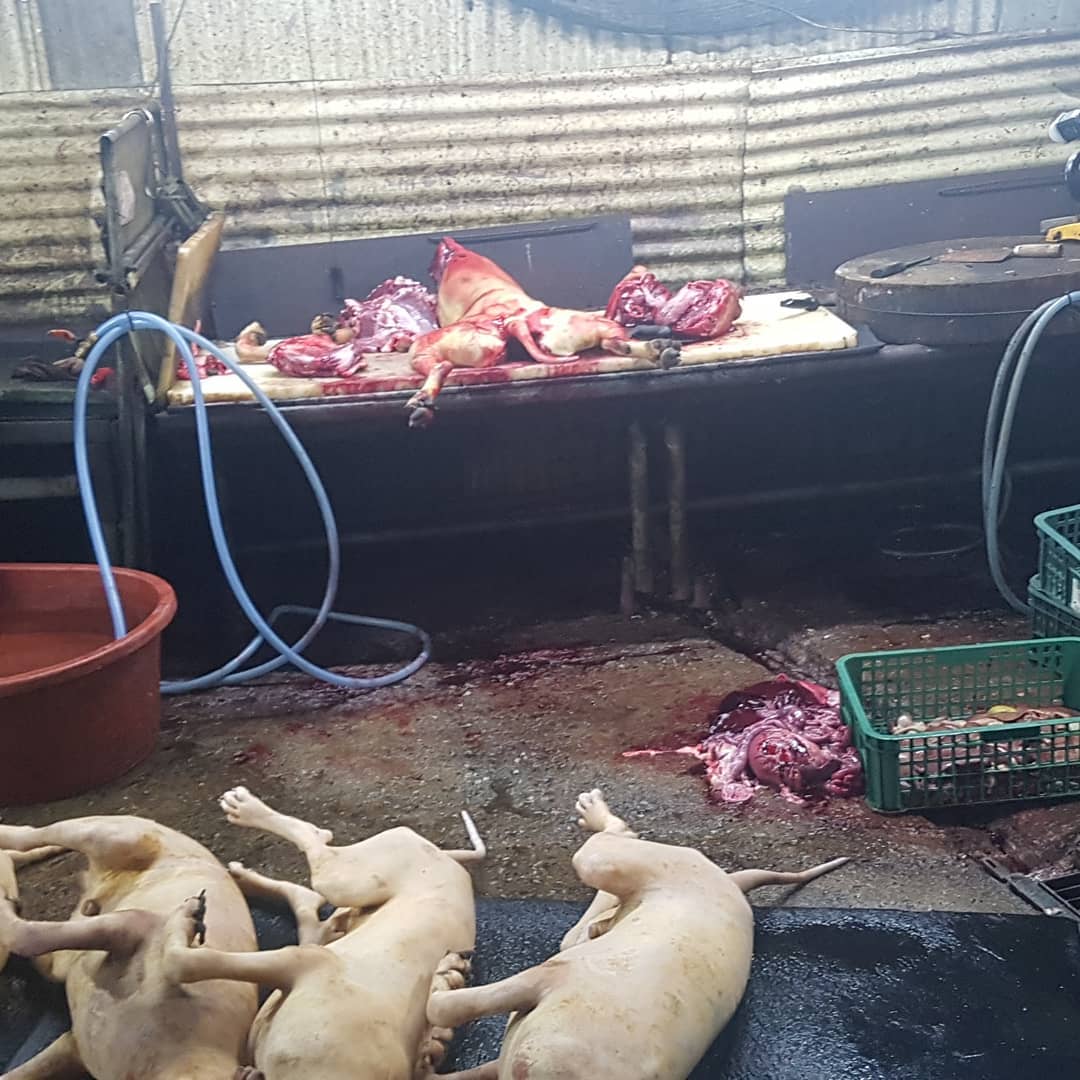Dog slaughter house in Korea 2