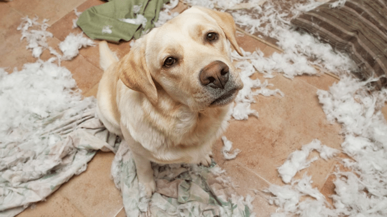 Dog With Separation Anxiety