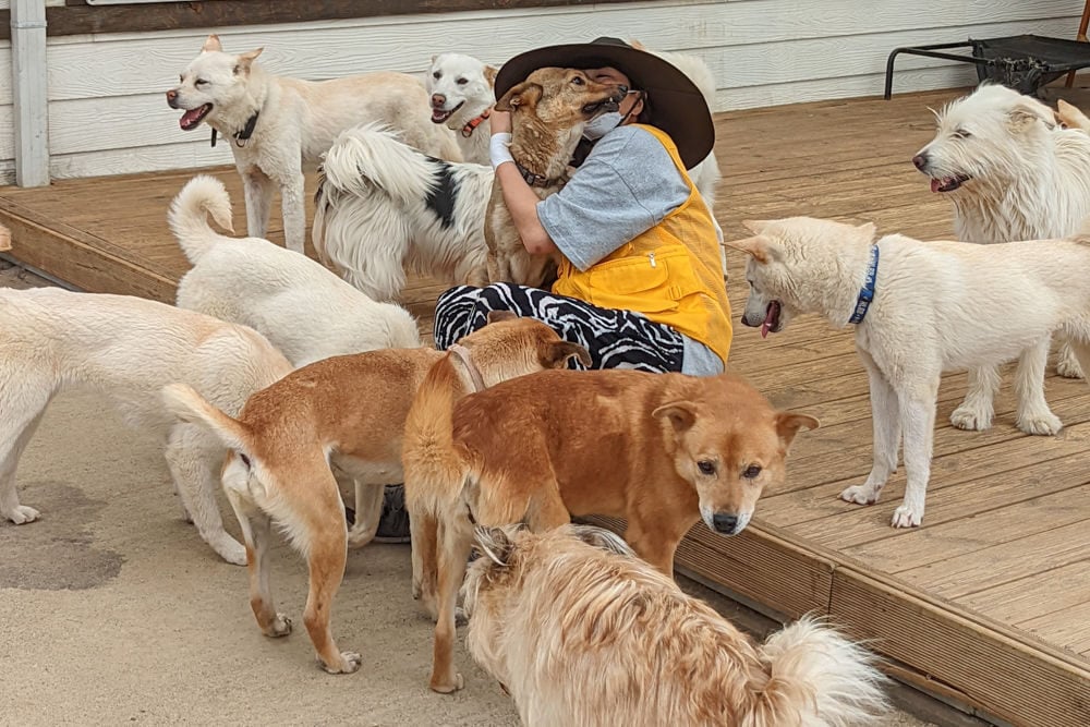 Rescued dogs playing with EK Park at our shelter in Korea.