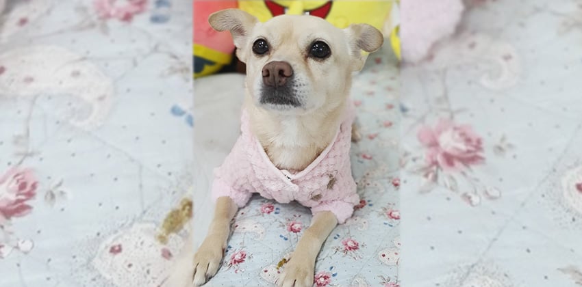 Doldol is a Small Female Jindo mix Korean rescue dog