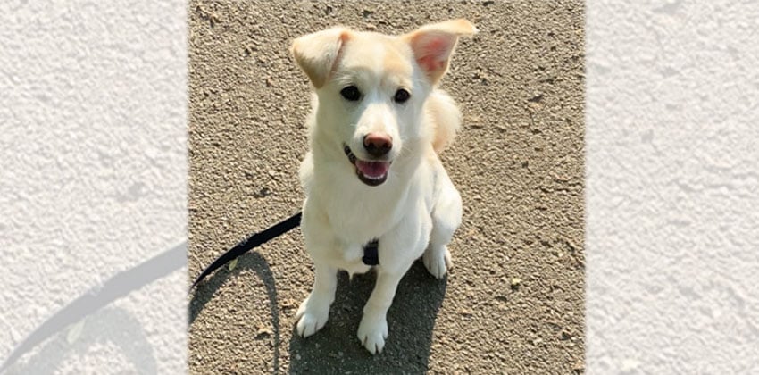 Dolee is a Medium Female Jindo mix Korean rescue dog