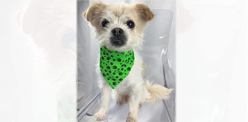 Dolkong is a Small Male Terrier mix Korean rescue dog