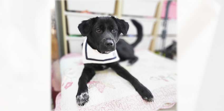 Dondon is a Small Female Labrador mix Korean rescue dog