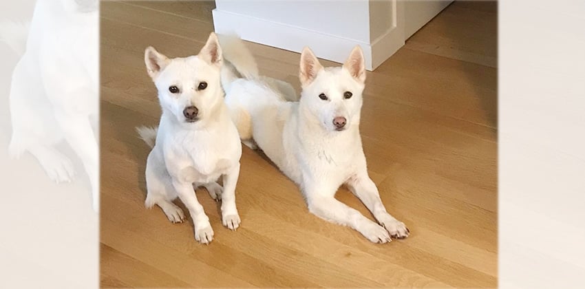 Dong Dong is a Medium Male Jindo mix Korean rescue dog