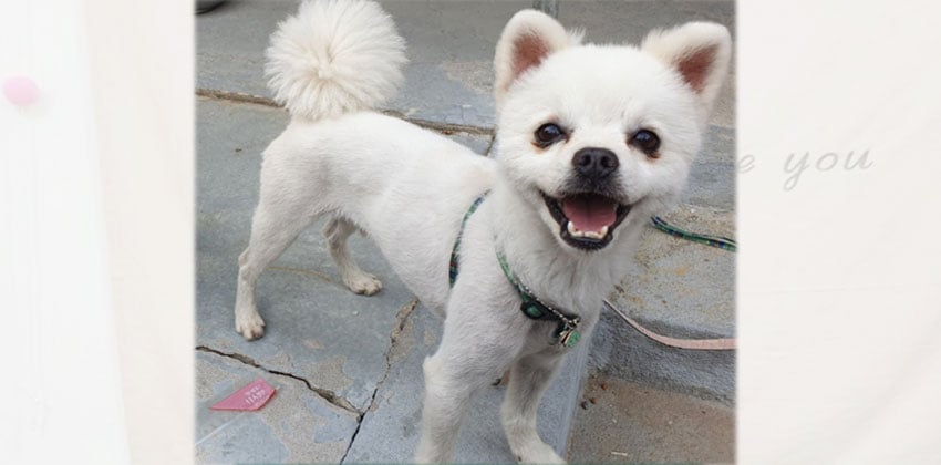 Donggu is a Small Male Pomspitz mix Korean rescue dog