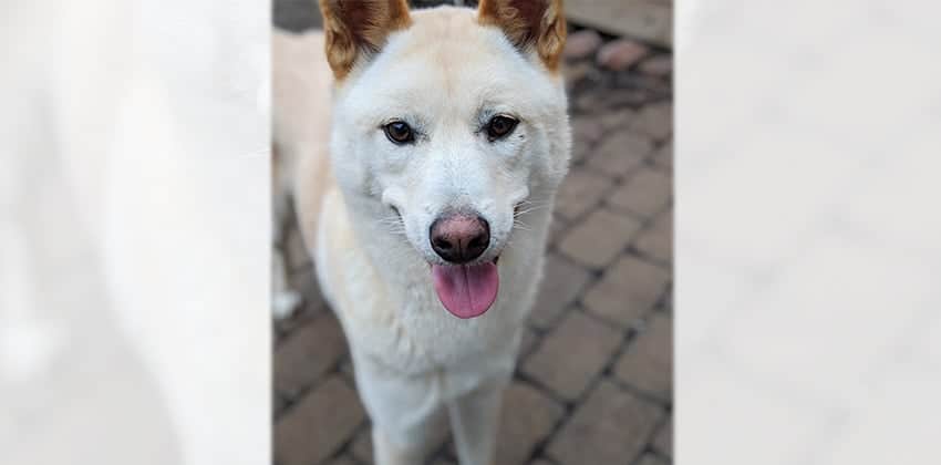 Donggun is a Large Male Jindo Korean rescue dog