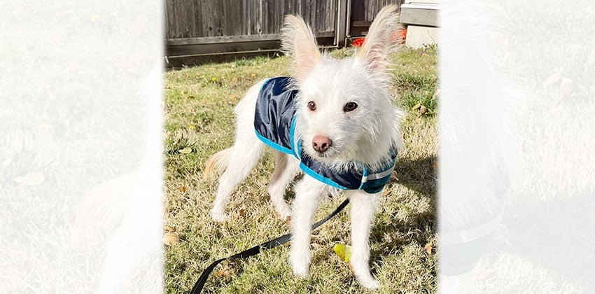 Donghae is a Small Male Terrier mix Korean rescue dog