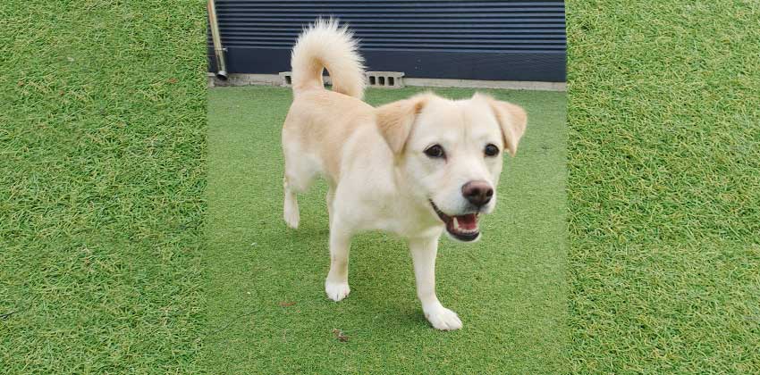 Donghee is a Small Female Jindo mix Korean rescue dog