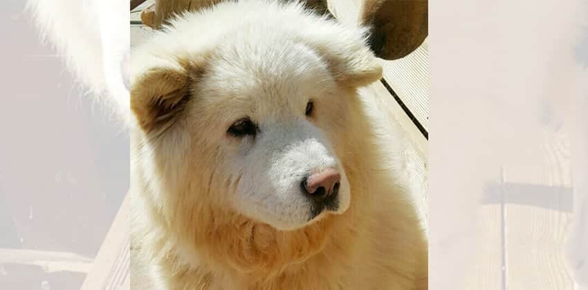 Dong-Jin is a Large Male Samoyed Mix Korean rescue dog