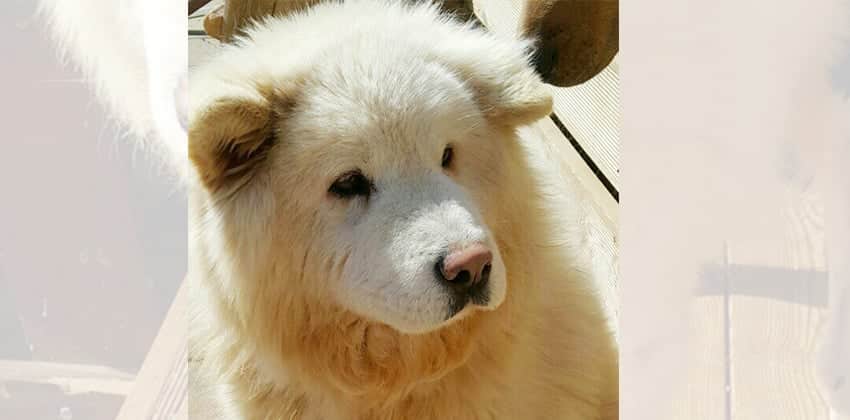 Dong-Jin is a Large Male Samoyed Mix Korean rescue dog
