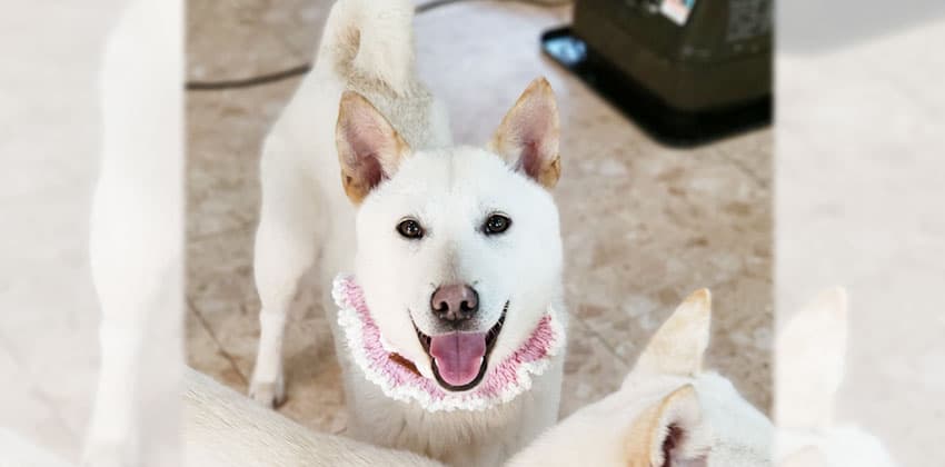 Dongjoo is a Medium Female Shiba Inu mix Korean rescue dog