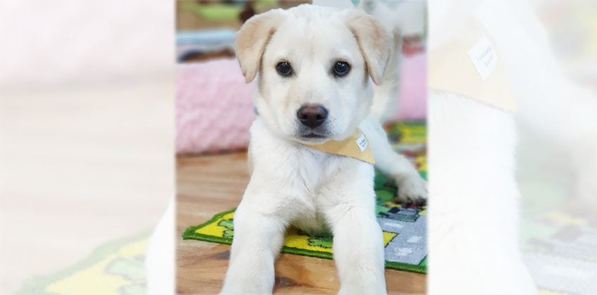 Dongjun is a Small Male Labrador mix Korean rescue dog