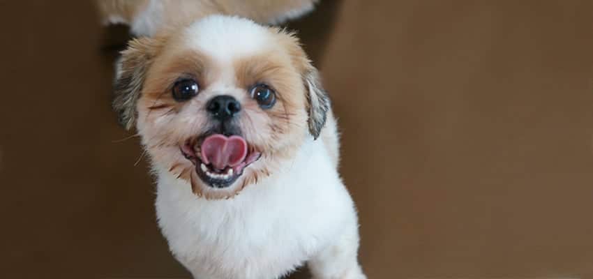 Dongmin is a Small Male Shihtzu Korean rescue dog