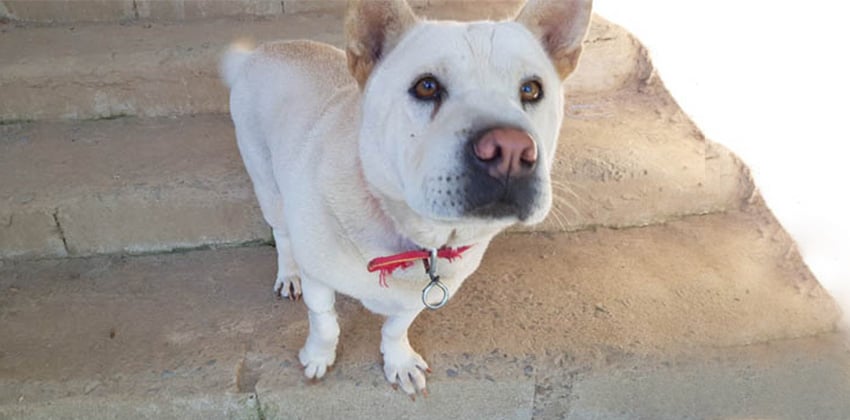 Dongsook is a Small Female Shar pei mix Korean rescue dog