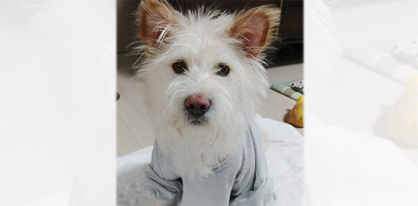 Dongsuk is a Medium Male Terrier mix Korean rescue dog