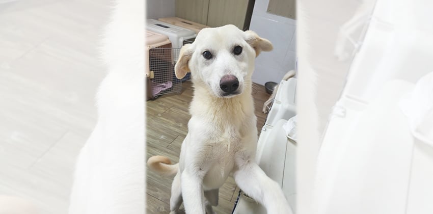 Dongyi 2 is a Medium Female Jindo mix Korean rescue dog
