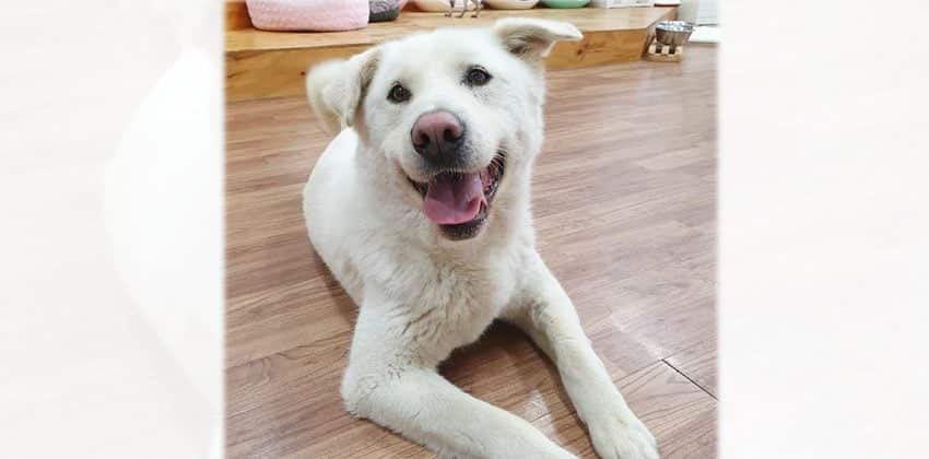 Dongyi is a Large Male Jindo mix Korean rescue dog