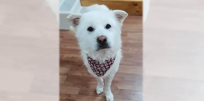 Dooboo is a Medium Male Jindo mix Korean rescue dog