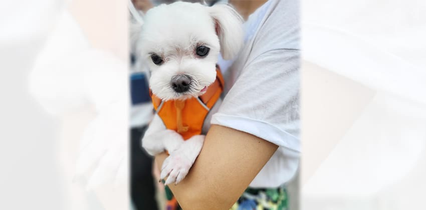 Dooley is a Small Male Maltese Korean rescue dog