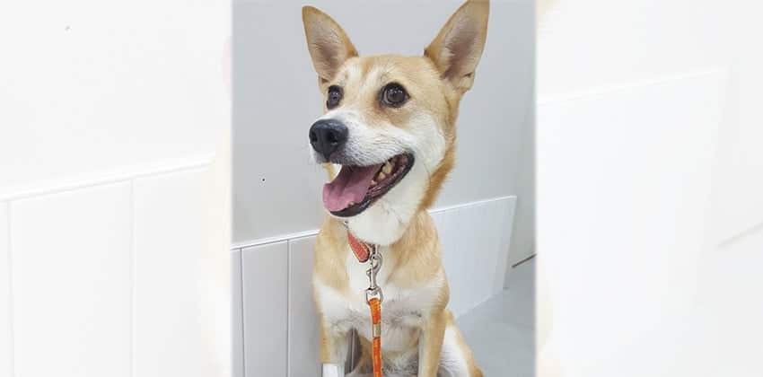 Doolly is a Medium Female Shiba Inu mix Korean rescue dog
